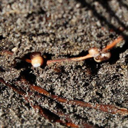 ground pearls