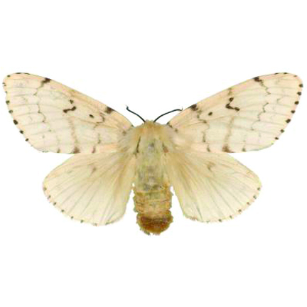 gypsy-moth