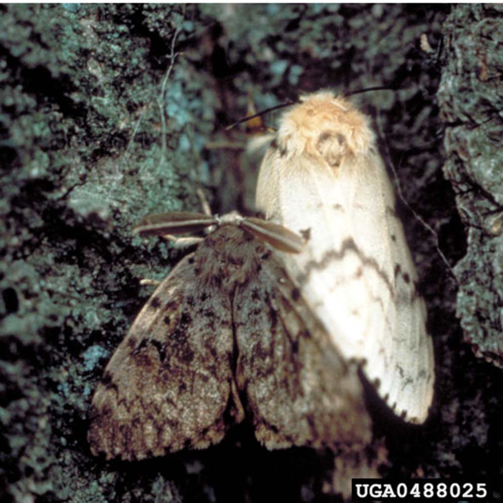 male-and-female-gypsy-moth