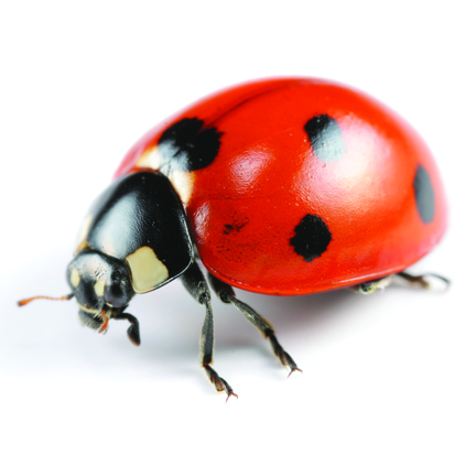 asian lady beetle