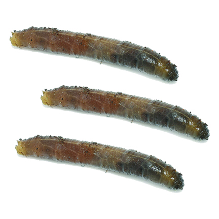 leatherjackets