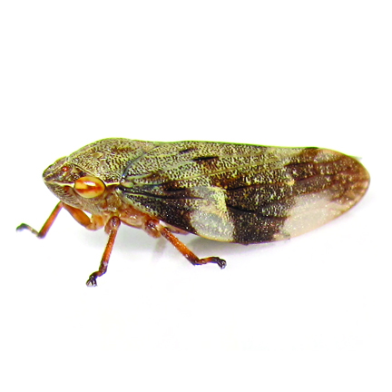spittle-bugs