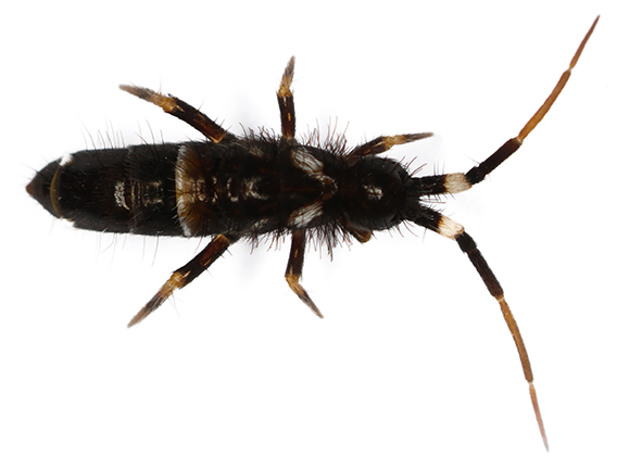 springtail