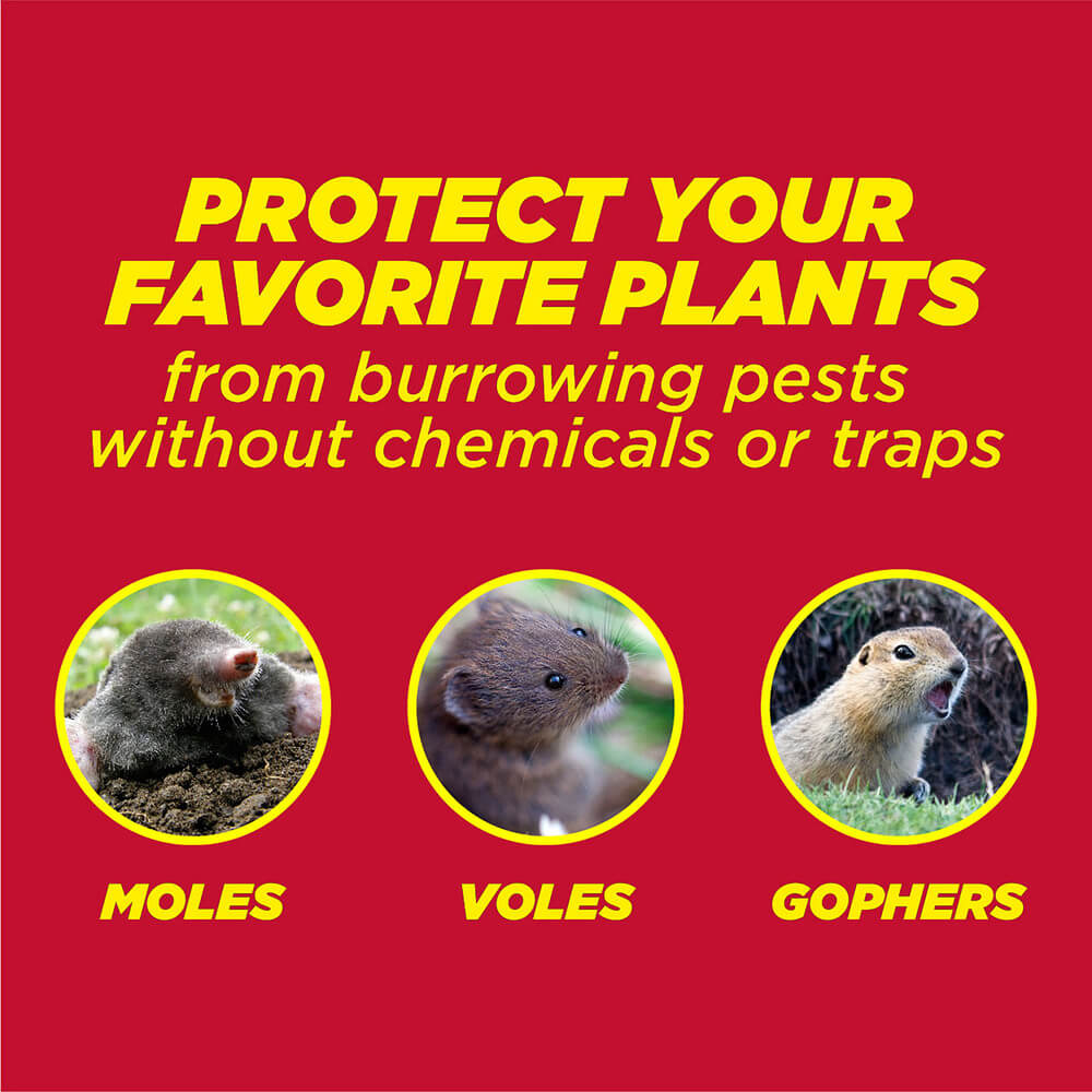 How to get rid of voles and moles. No really – Ahoy!
