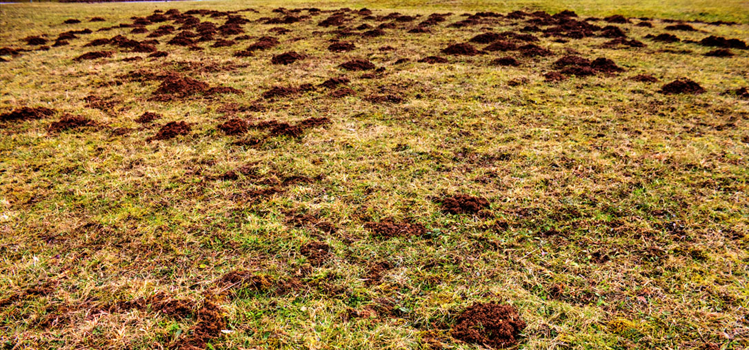 finding mole tunnels in lawn        
        <figure class=